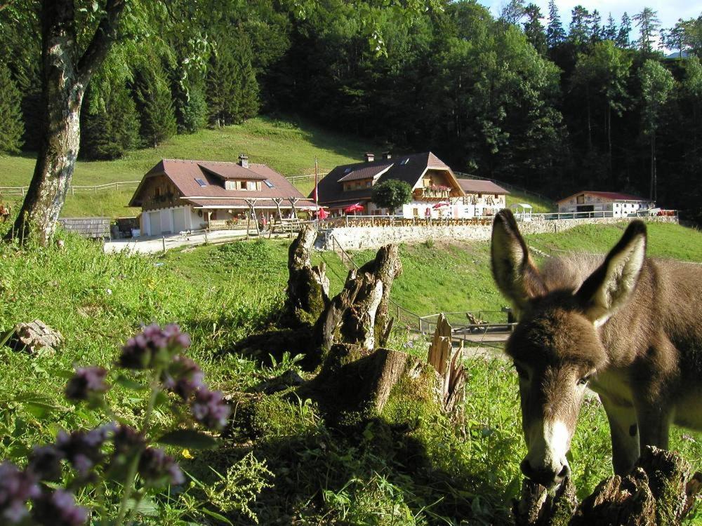 Ferienwohnung Hochsteinalm Траункірхен Екстер'єр фото
