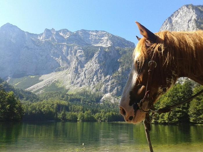 Ferienwohnung Hochsteinalm Траункірхен Екстер'єр фото