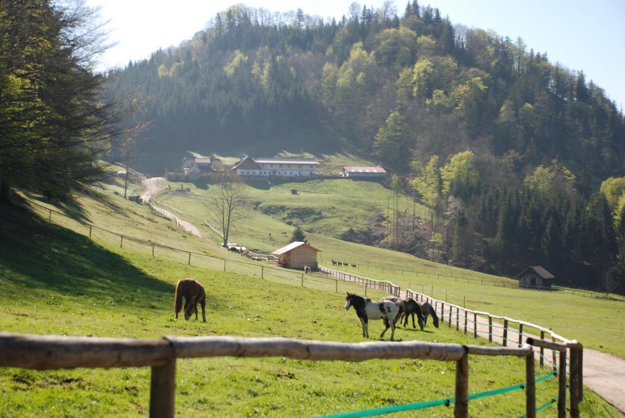Ferienwohnung Hochsteinalm Траункірхен Екстер'єр фото
